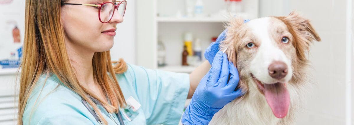 A veterinarian diagnosing a dog