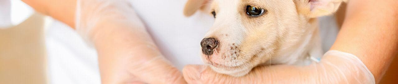 A Veterinarian examining a small puppy.